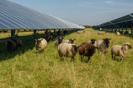 WFW advises Orrön Energy on 234 MW agrivoltaic project portfolio sale