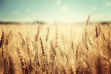 Q CELLS supply solar modules for crop production system