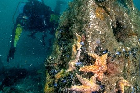 RWE and ARC marine celebrate milestone in promoting marine biodiversity