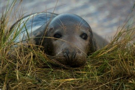ELWIND launches marine mammal study in the Estonia-Latvia offshore wind area